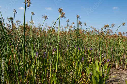 Фотография A dense growth of soft-stem bulrush and pickerel weeds thrives in the wetlands at Cockroach Bay Nature Preserve in Ruskin, Florida