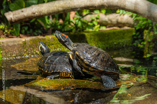 Watching a red-eared slider bask in the sun reminds us of the beauty in taking things slow and enjoying the warmth of the moment, Calloway Gardens, Pine Mountain, Georgia