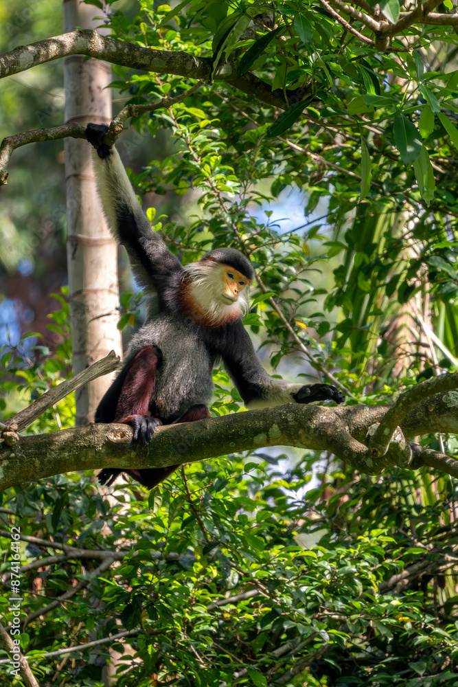 Red-shanked Douc Langur - Pygathrix nemaeus, beautiful unique colored primate endemic to tropical forests of Southeast Asia, Denang, Vietnam. Red-shanked Douc Langur - Pygathrix nemaeus, beautiful unique colored primate endemic to tropical forests of Southeast Asia, Denang, Vietnam.