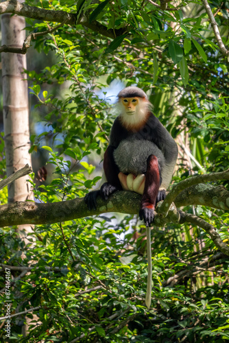 Red-shanked Douc Langur - Pygathrix nemaeus, beautiful unique colored primate endemic to tropical forests of Southeast Asia, Denang, Vietnam. photo