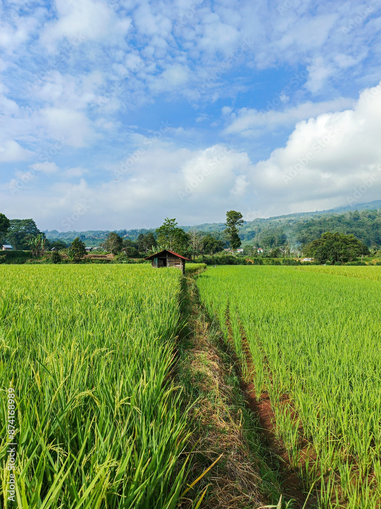 Obraz premium natural photos of beautiful views of green rice fields and blue skies