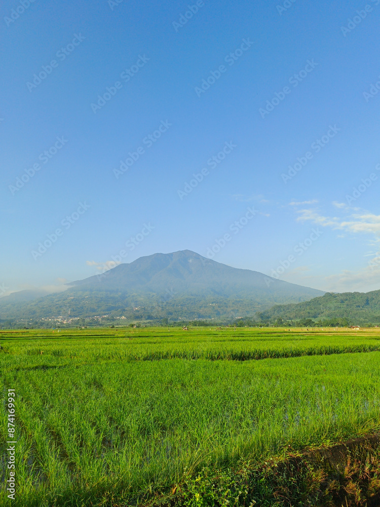 Beautiful view of green rice fields with mountains and clouds blue sky Beautiful view of green rice fields with mountains and clouds blue sky