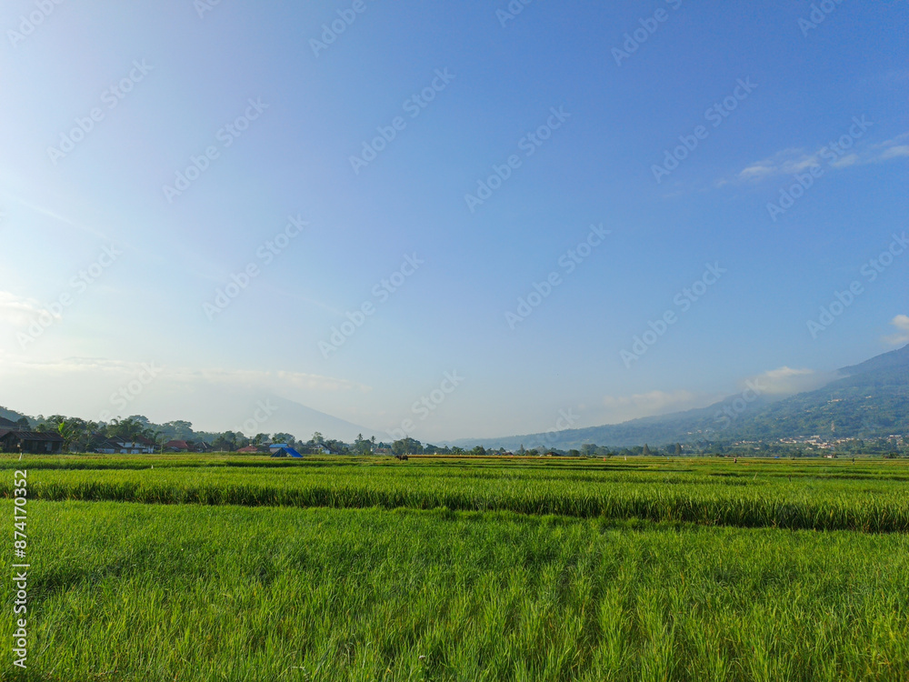 natural photos of beautiful views of green rice fields and blue skies natural photos of beautiful views of green rice fields and blue skies