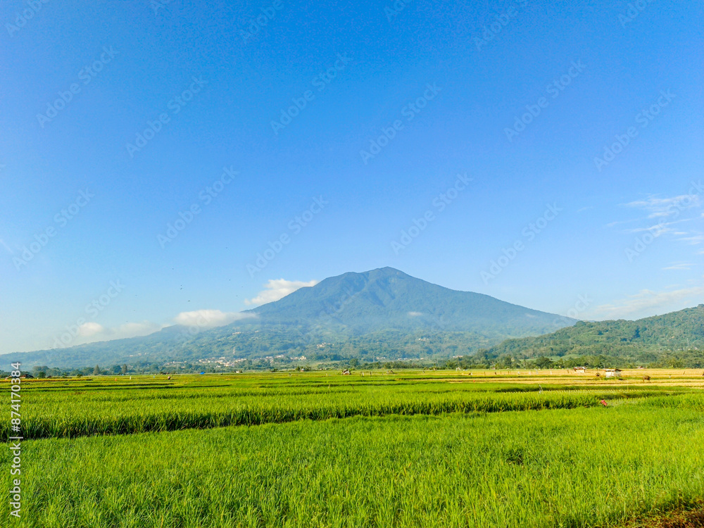 Beautiful view of green rice fields with mountains and clouds blue sky Beautiful view of green rice fields with mountains and clouds blue sky