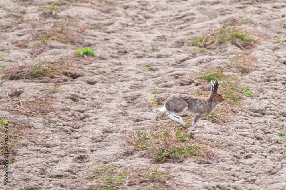 夏毛のエゾユキウサギ 北海道の野生動物 夏毛のエゾユキウサギ 北海道の野生動物