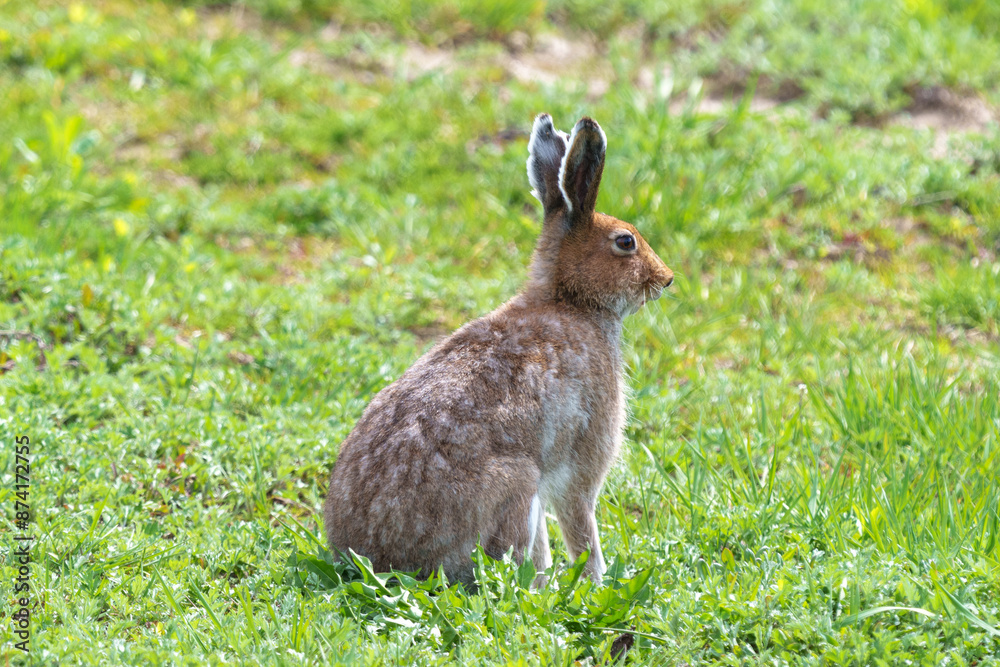 Fototapeta premium 夏毛のエゾユキウサギ 北海道の野生動物