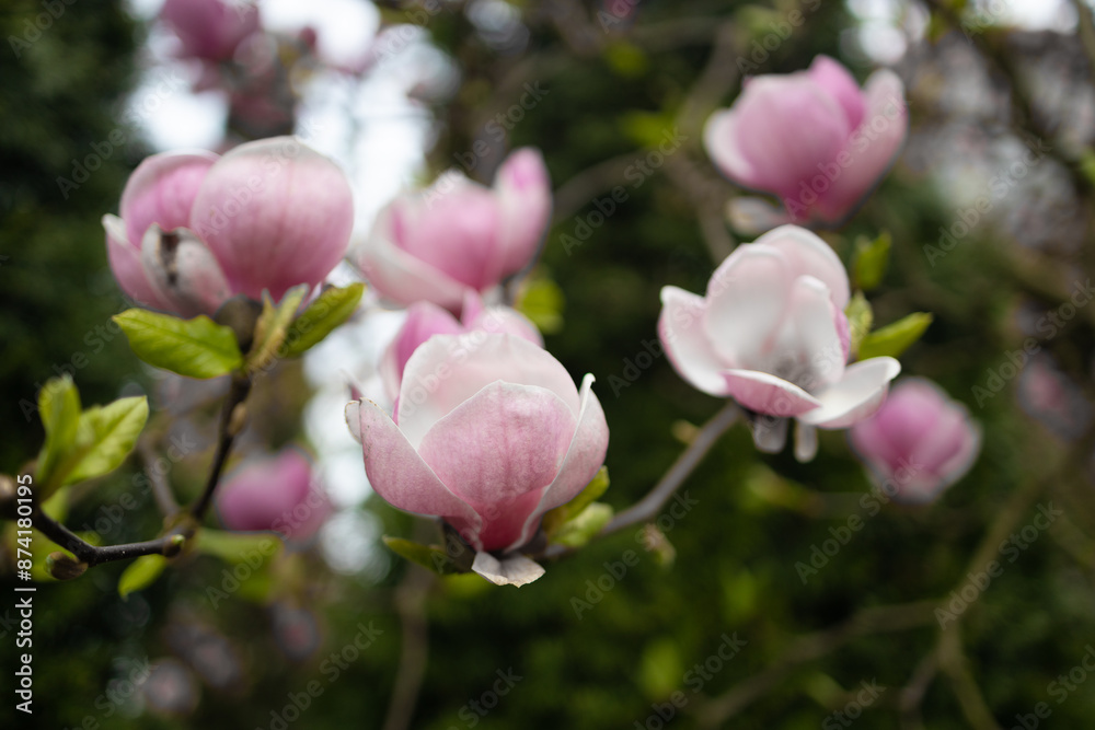 Small blooming pink magnolia tree in the city park. Spring. Natural background concept. Sunny day. High quality photo Small blooming pink magnolia tree in the city park. Spring. Natural background concept. Sunny day. High quality photo