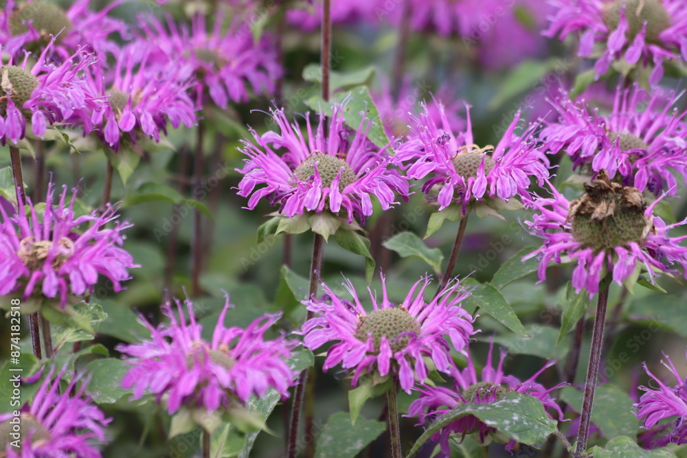 Monarda didyma. Scarlet beebalm, wild bergamot in garden. Monarda didyma. Scarlet beebalm, wild bergamot in garden.