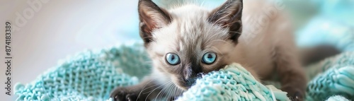 Adorable kitten with blue eyes and white fur resting on a blue blanket. photo