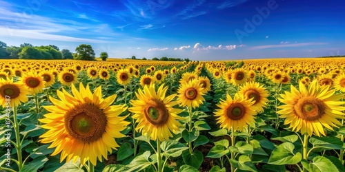 Vibrant sunflower field with rows of yellow flowers under a clear blue sky, Vincent van Gogh, sunflowers, field, nature