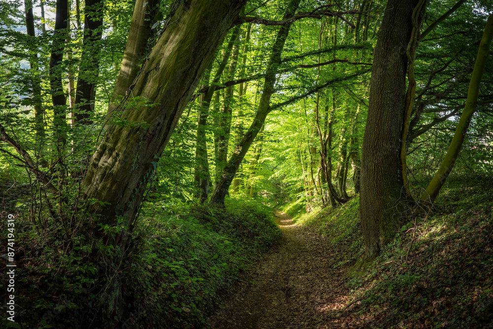 Fototapeta premium green forest in the sunshine