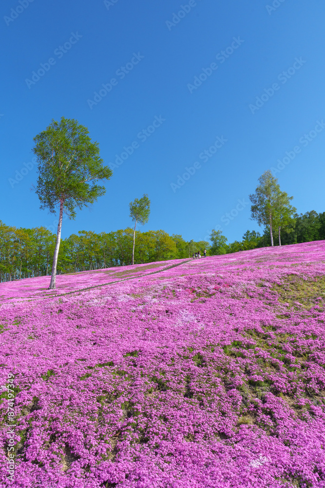 滝上公園の芝桜 北海道絶景の春の花畑 5月
滝上公園の芝桜 北海道絶景の春の花畑 5月