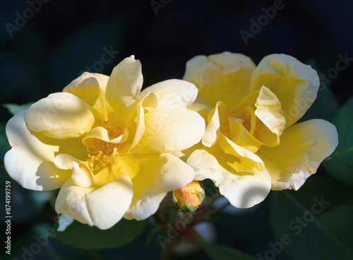 Yellow Roses