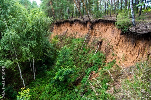Trees fallen debris downhill disaster scene nature's wrath