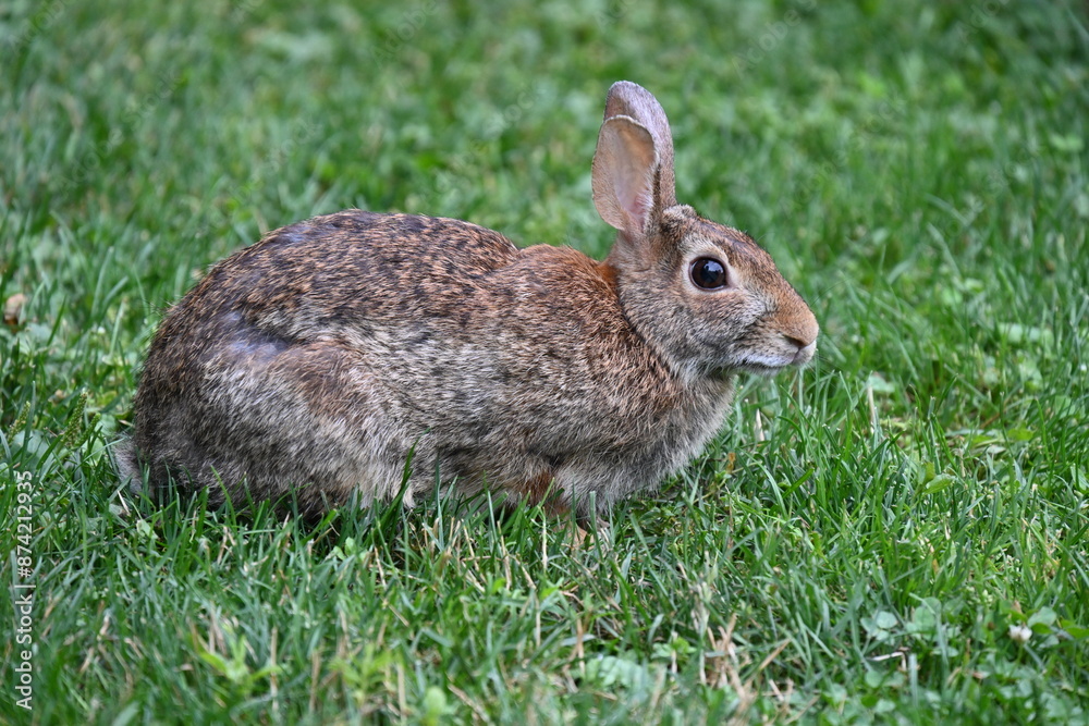 Fototapeta premium gray hare in the bushes,