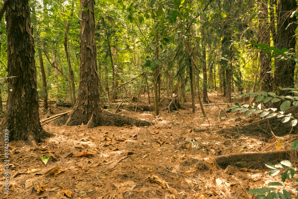 Trees growing in the forest at Haller Park in Bamburi, Mombasa, Kenya
Trees growing in the forest at Haller Park in Bamburi, Mombasa, Kenya