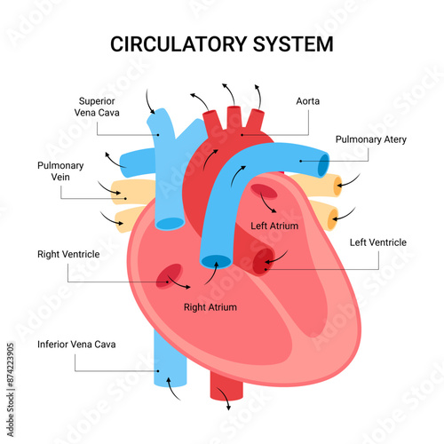 Circulatory System of Human Heart