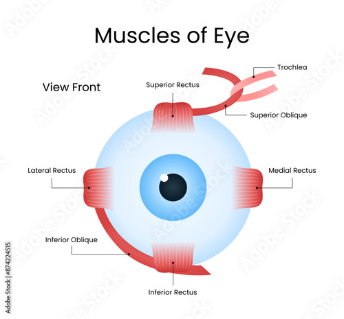 Diagram of Human Muscles Eye