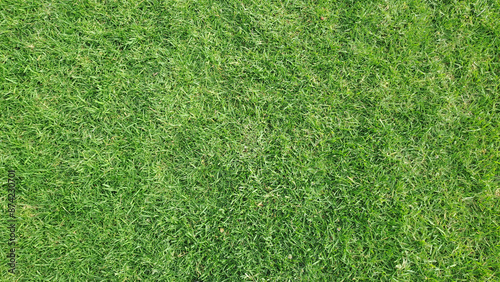 Green grass texture forming an abstract natural background