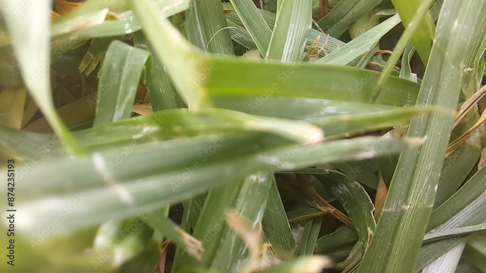 Obraz premium Close up of green grass blades growing wildly