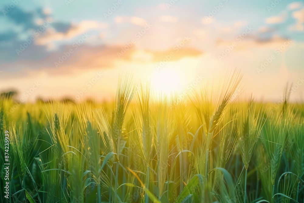golden wheat field at dawn sun rising over lush green wheat stalks casting warm light across the landscape wispy clouds in a pastel sky golden wheat field at dawn sun rising over lush green wheat stalks casting warm light across the landscape wispy clouds in a pastel sky