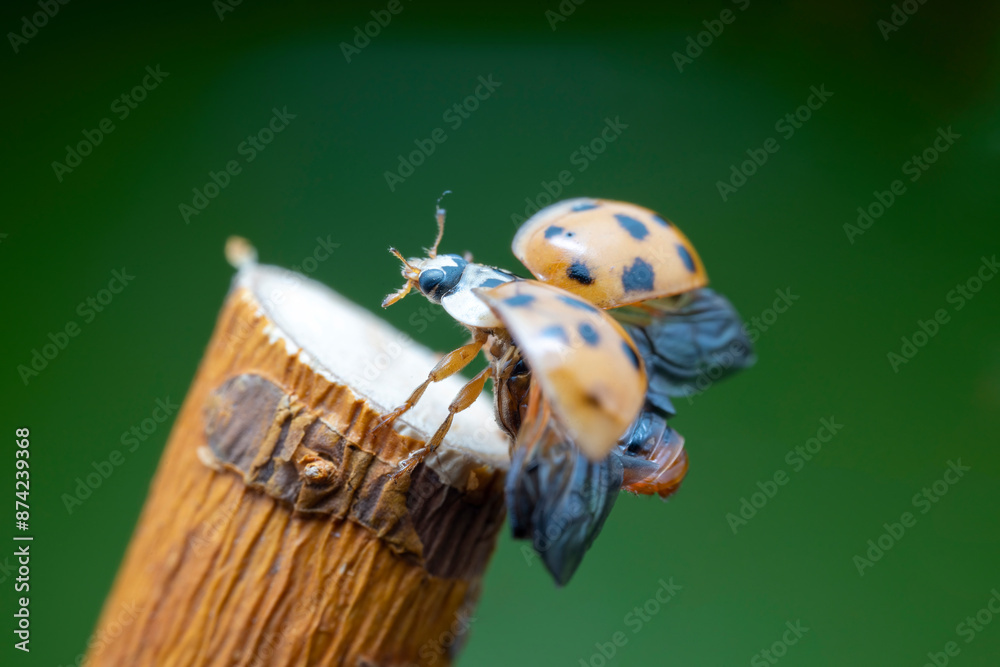 Harmonia axyridis in the wild state
