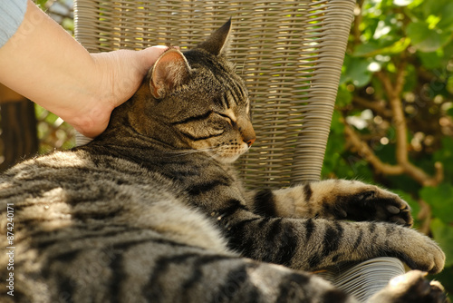female hand gently stroking, scratches neck adult domestic cat whiskas color in chair in sunny garden, love for animals, interaction with person, mental life with pet, relieve stress, animal-companion