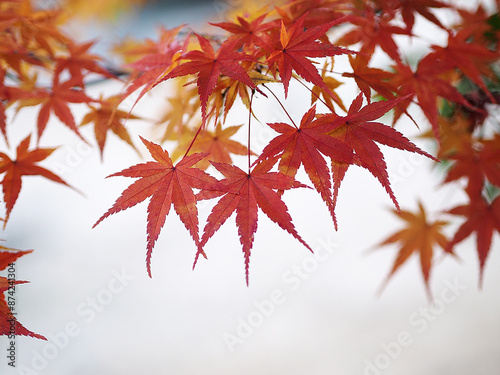 紅葉　もみじ　秋