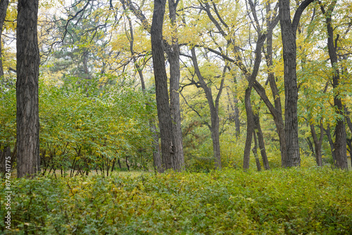 Trees in Beijing Parks in Autumn