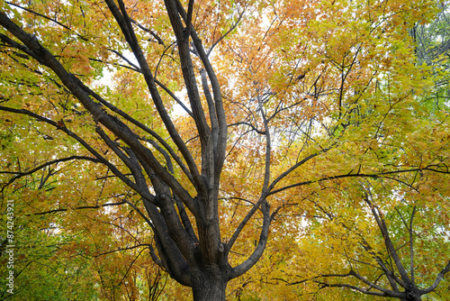 The maple tree crown is in the park