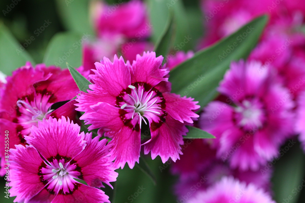 Pink Dianthus flower in bloom. Pink Dianthus flower in bloom.