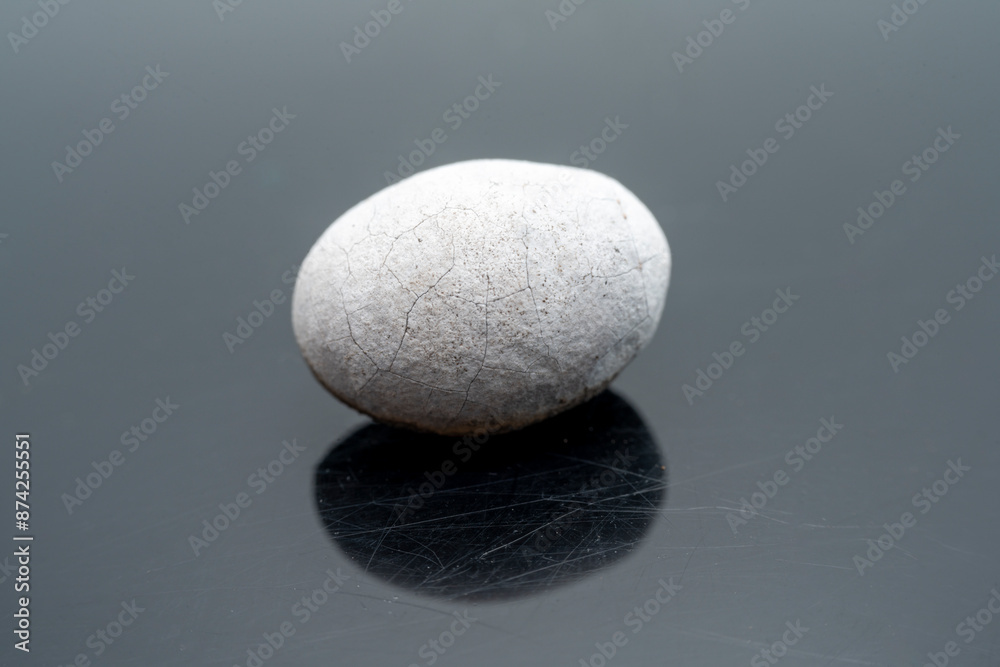 Limacodidae cocoon in the wild state Limacodidae cocoon in the wild state