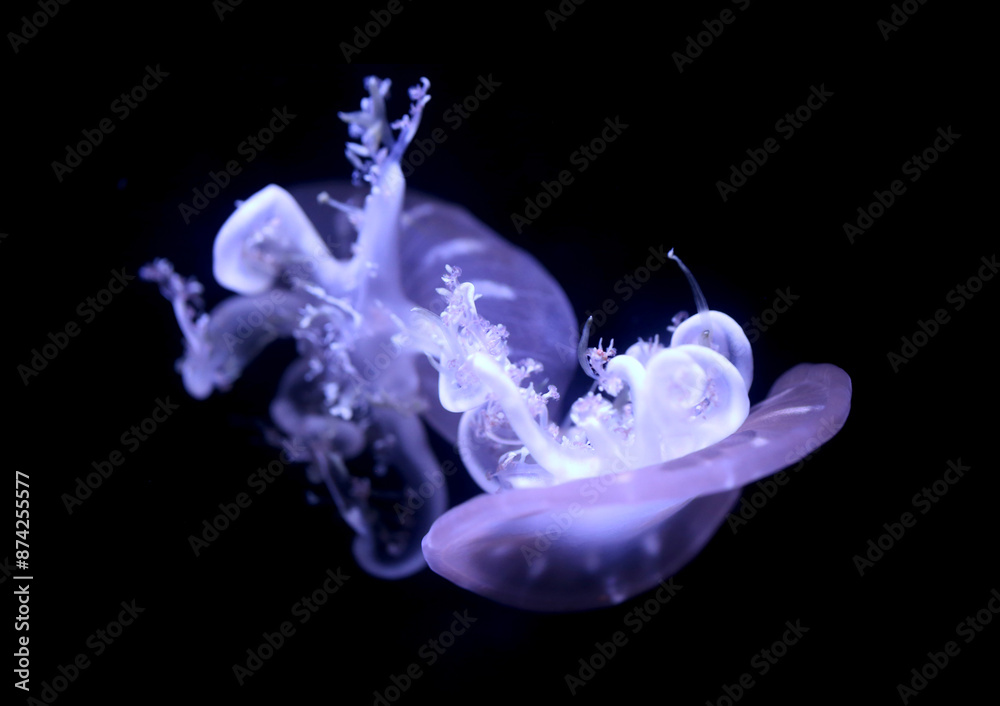 Upside down jellyfish on black background.