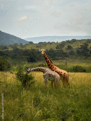 Sticker giraffe in the savannah