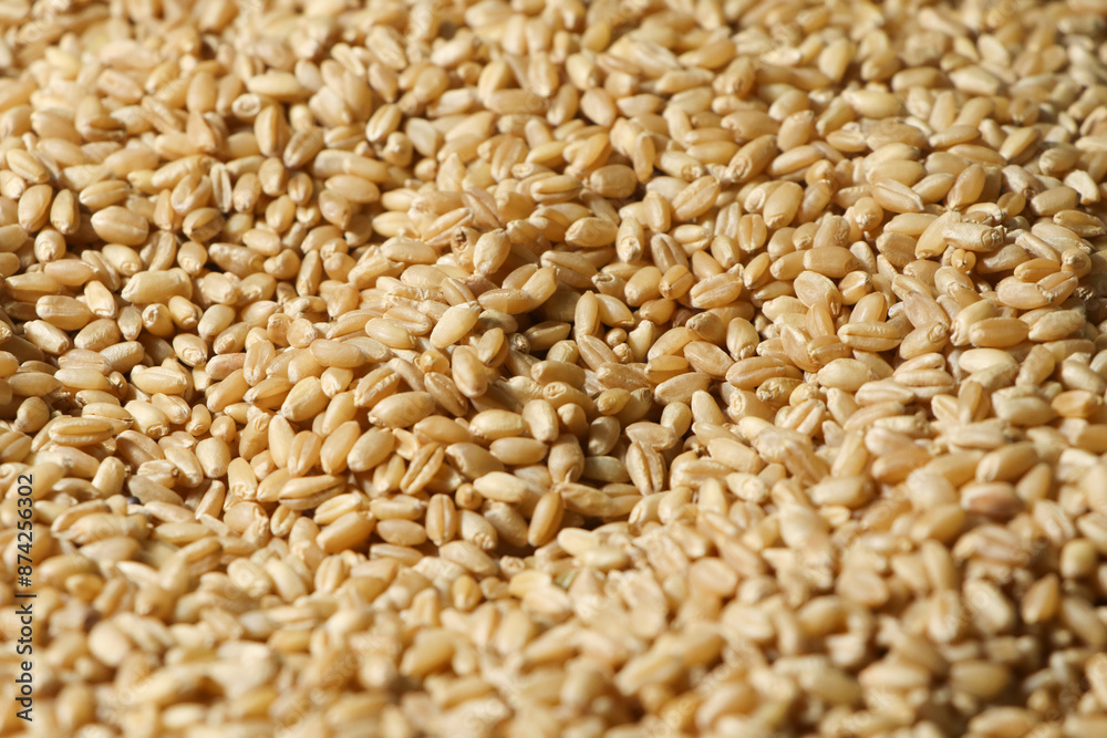 Top view of Grain wheat. Whole grain wheat for background Top view of Grain wheat. Whole grain wheat for background