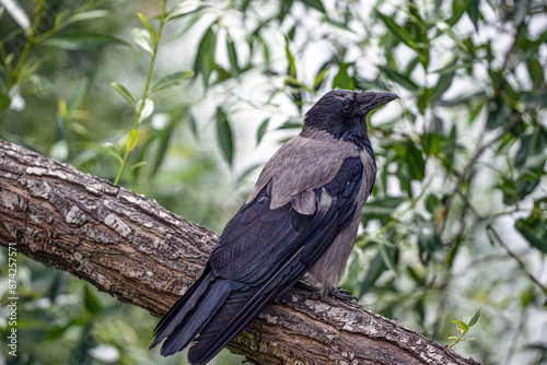 crow, blackbird on a branch, nacka,sverige,sweden,Mats photo