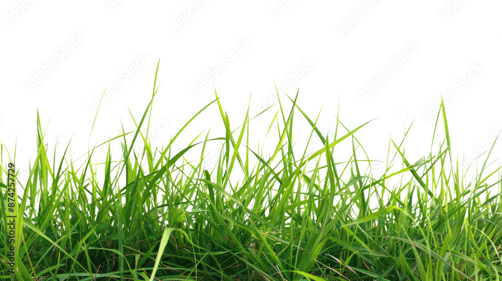 Green grass png on a white background. Green grass png on a white background.