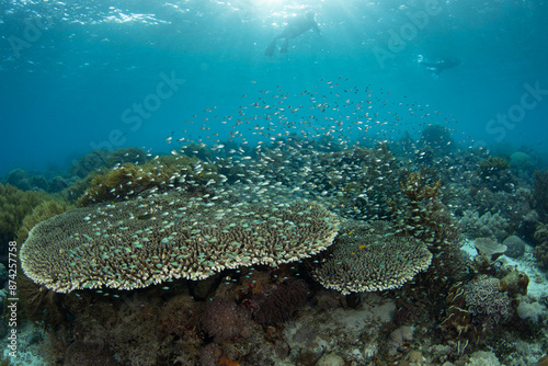 Hordes of blue-green chromis school above a large table coral near Alor, Indonesia. This beautiful, tropical region harbors extraordinary marine biodiversity and is a popular destination for diving.