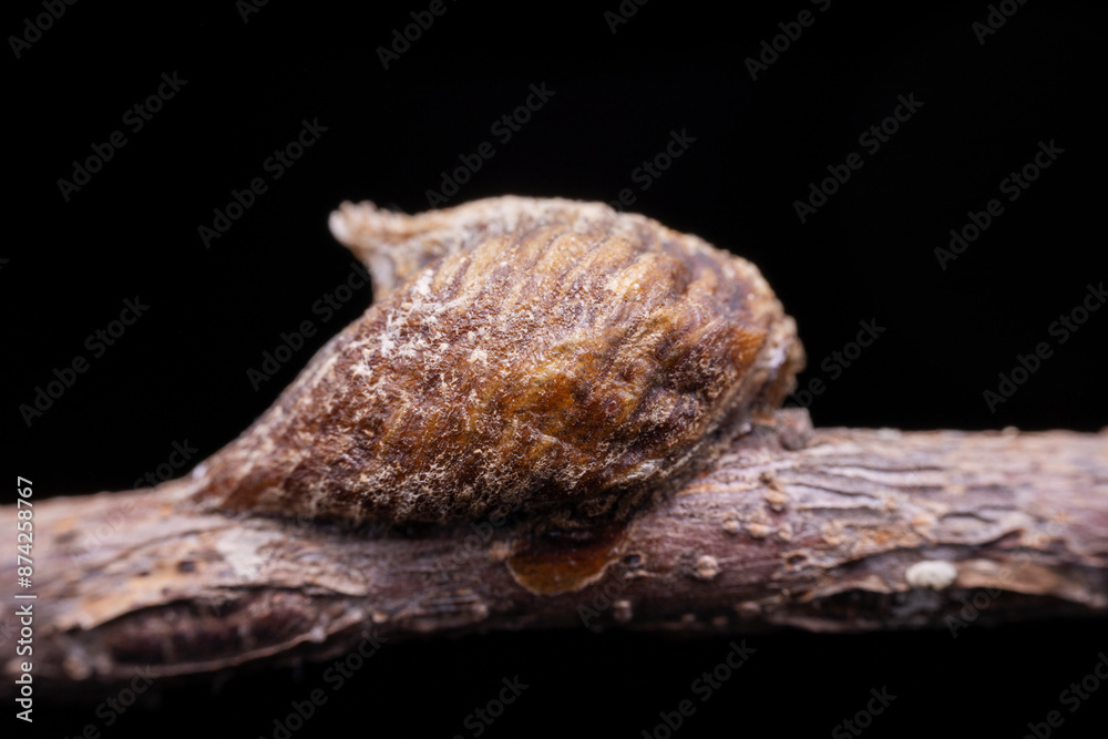 Fototapeta premium mantis Egg mass in the wild state