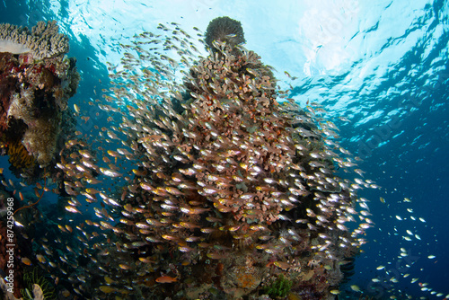 A school of Golden sweepers, Parapriacanthus ransonneti, hover in a reef crevice in Alor, Indonesia. This beautiful region harbors extraordinary marine biodiversity. photo