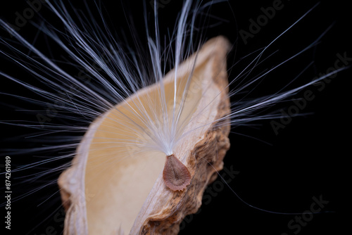 Macro photo of Asclepiadaceae seeds photo