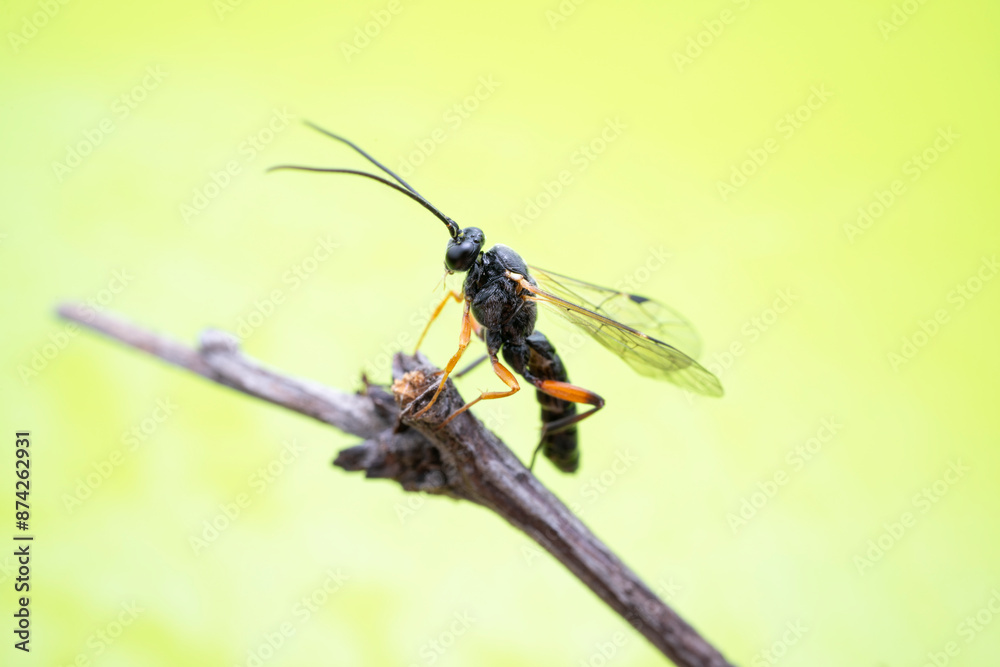 ichneumon flies on Limacodidae cocoon in the wild state