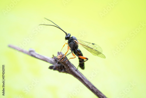 Obraz na płótnie ichneumon flies on Limacodidae cocoon in the wild state w salonie