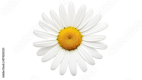 A close-up photo of a daisy flower, showcasing its delicate details and intricate patterns