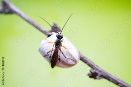 ichneumon flies on Limacodidae cocoon in the wild state photo