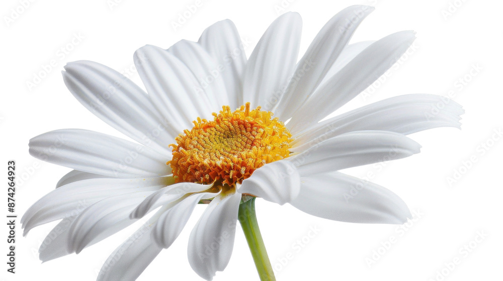 Fototapeta premium A pristine white daisy with delicate gold-edged petals, radiating innocence and purity against a spotless white background.