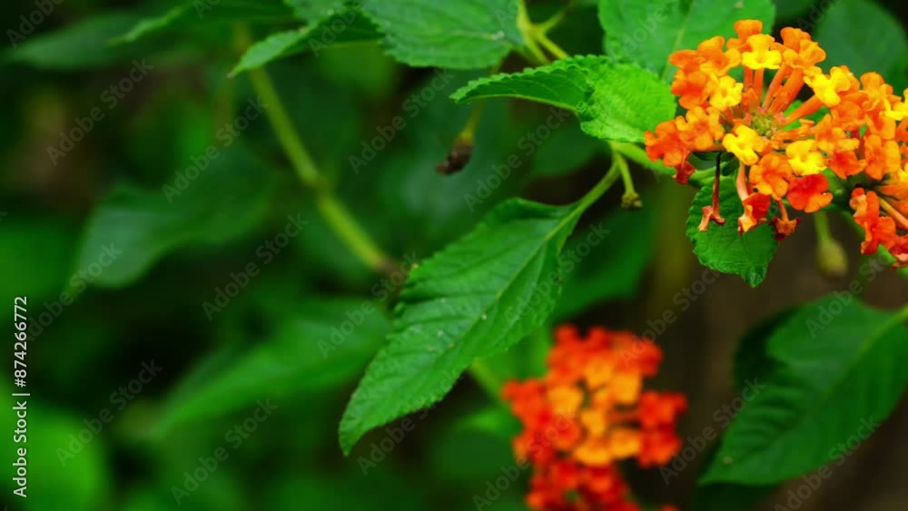 Beautiful blooming natural wild Common lantana (Lantana camara) flowers swaying in the wind. Beautiful blooming natural wild Common lantana (Lantana camara) flowers swaying in the wind.