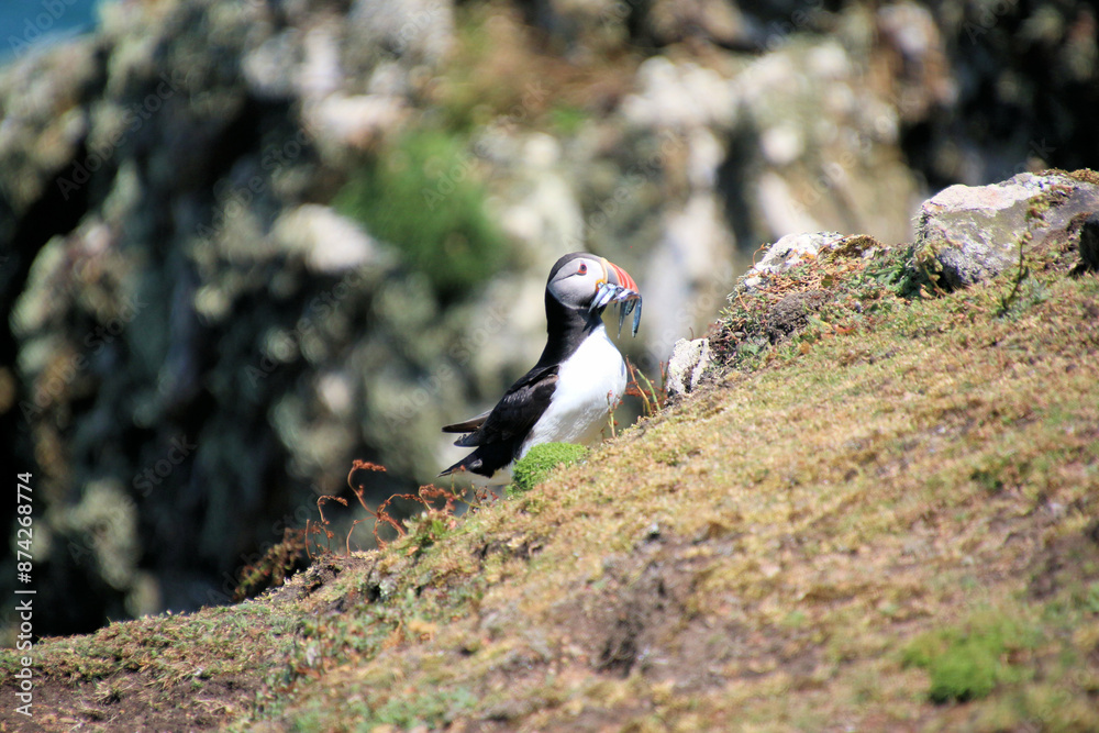 Fototapeta premium A view of an Atlantic Puffin on Skomer Island