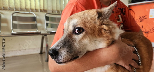 Fotografía Owner hugs scared dog as he takes him to the vet