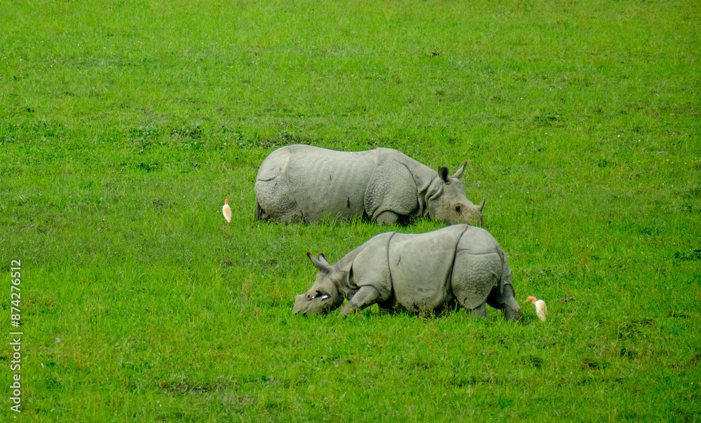 Two rhinos grazing in forest grasslands Two rhinos grazing in forest grasslands